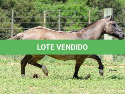 LOTE 015 - LOS MOIRONES IANSÃ