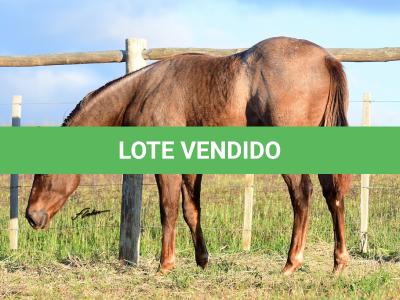 LOTE 022 - ZEUS BET CAT CDA