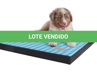 LOTE 099 - RED BOY YBJ