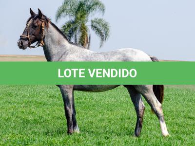 LOTE 009 - FACÃO DO RIO DA ONÇA