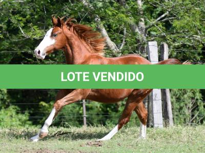 LOTE 017 - QUESTION BOY CODY Z