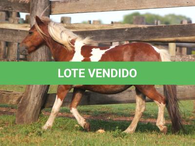 LOTE 014 - PAMPINHA
