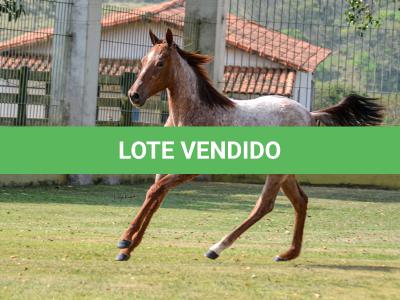 LOTE 003 - JACK DOC BEE