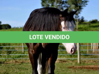 LOTE 011 - SEVERUS BOY MIME