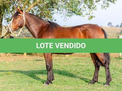 LOTE 002 - JOIA DA CAPIVARA