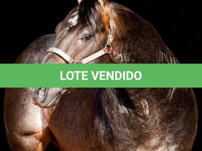 LOTE 031 - OUT FOXIN THE CAT (Coberturas)