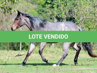 LOTE 014 - STARLIGHT SPARK Z