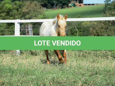 LOTE 019 - LAST BET VRA