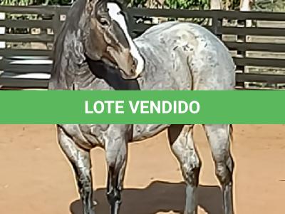 LOTE 100 - ONCE IN METAL (Coberturas)