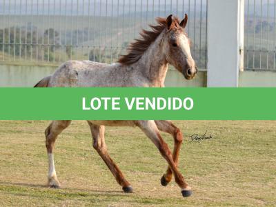 LOTE 007 - JACK KEYS