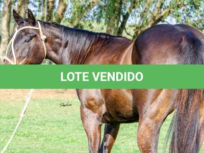 LOTE 008 - INDIAN BOONSMAL SN
