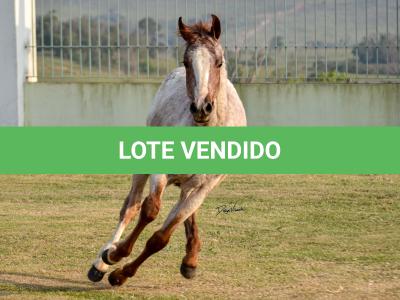 LOTE 007 - JACK KEYS