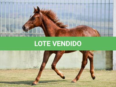 LOTE 020 - SPORTIN BLUE BOON