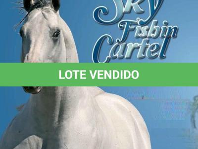 LOTE 037 - SKY FISHIN CARTEL (Coberturas)