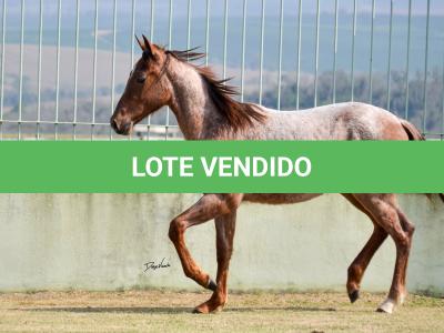 LOTE 003 - JACK DOC BEE