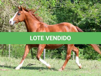 LOTE 015 - DARK QUIN GUN