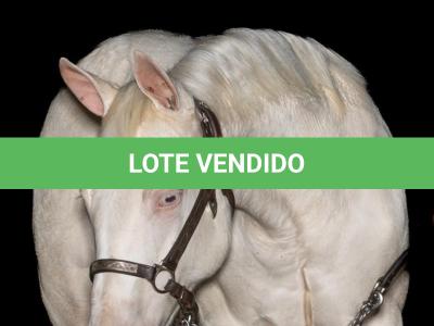 LOTE 020 - CANDY CHEX GUN