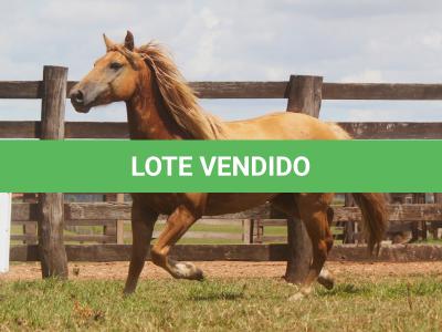 LOTE 013 - MEXICANO