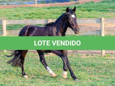 LOTE 006 - KALUNGA DA CAPIVARA