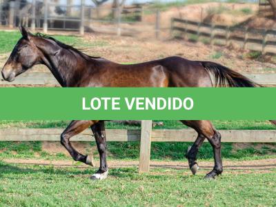 LOTE 008 - INDIAN BOONSMAL SN