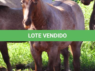 LOTE 022 - ZEUS BET CAT CDA