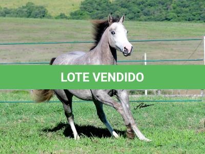 LOTE 018 - ROOSTER BILLY GRAY