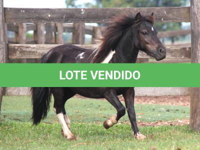 LOTE 011 - PRESTÍGIO
