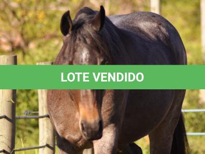 LOTE 006 - PEROLA HANCOCK SMR