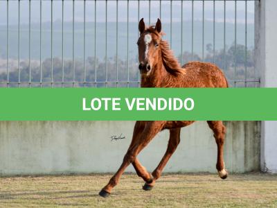 LOTE 013 - JACK FLYER