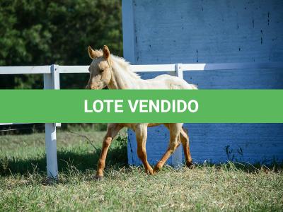 LOTE 019 - LAST BET VRA