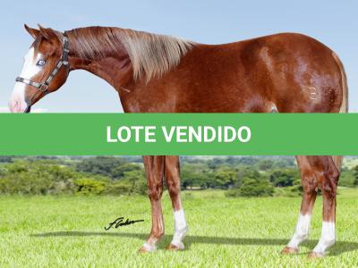 LOTE 003 - WHIZ PG GRAY Z