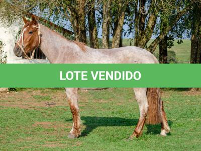 LOTE 016 - JARARACA DA CAPIVARA