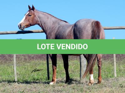 LOTE 002 - INDUTORA PISTOL AJS
