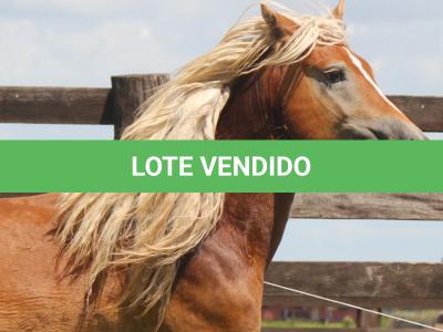 LOTE 010 - GALÃ