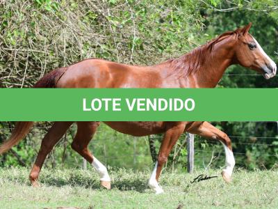 LOTE 015 - DARK QUIN GUN
