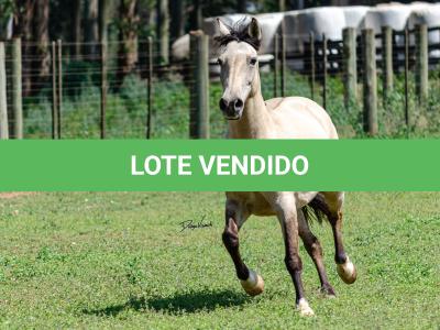 LOTE 010 - CHICHARRA 3606 DA TRADIÇÃO