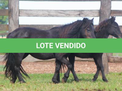 LOTE 004 - MORENA