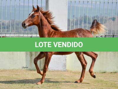 LOTE 020 - SPORTIN BLUE BOON
