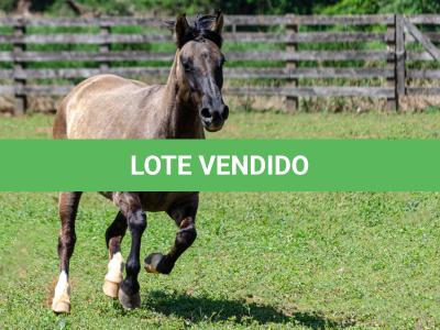 LOTE 015 - LOS MOIRONES IANSÃ