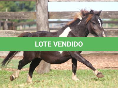 LOTE 013 - TIQUINHO