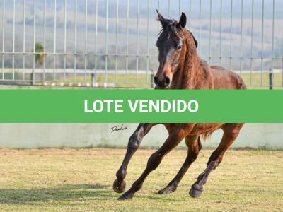 LOTE 008 - SUPER DUAL KEYS