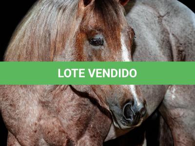 LOTE 029 A - NIKI SIXX (Coberturas)