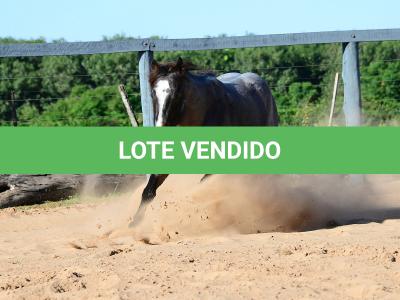 LOTE 100 - ONCE IN METAL (Coberturas)