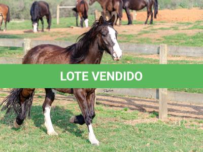 LOTE 013 - BELLE OCASION