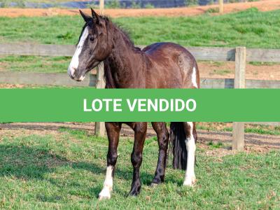 LOTE 013 - BELLE OCASION