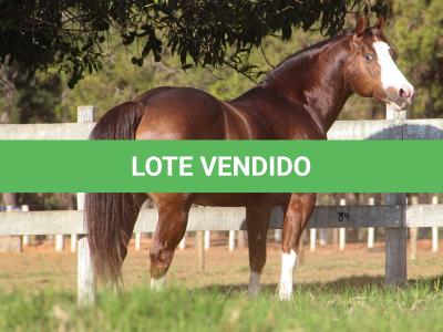 LOTE 036 - SECOND AMENDENT (Coberturas)