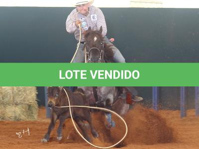 LOTE 100 - METALLIC REY STAR 4M (Coberturas)