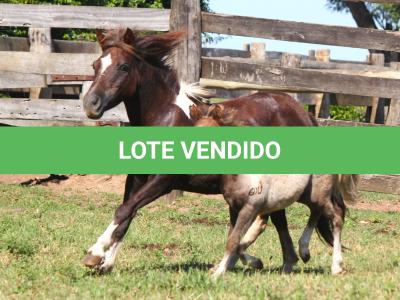 LOTE 002 - ESTRELA