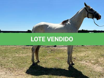 LOTE 009 - HIGH BELLA MG2