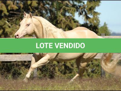 LOTE 007 - WHITE IN EXCESS DAN